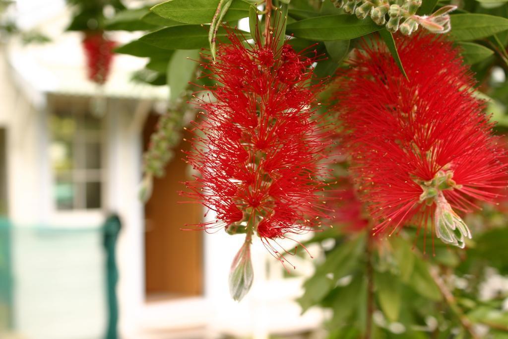 Bluff Hill Bed & Breakfast Napier Extérieur photo